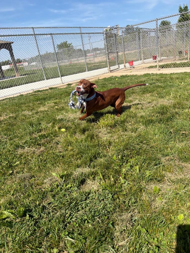 Enlarge Gotti, a Adoptable American Staffordshire Terrier in Pierceton, IN image 6/6