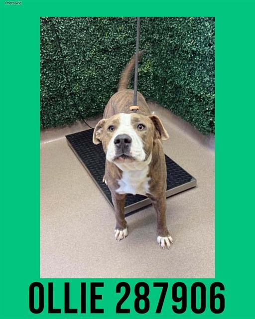 Enlarge OLLIE, a Adoptable Mixed Breed in Macon, GA image 1/2