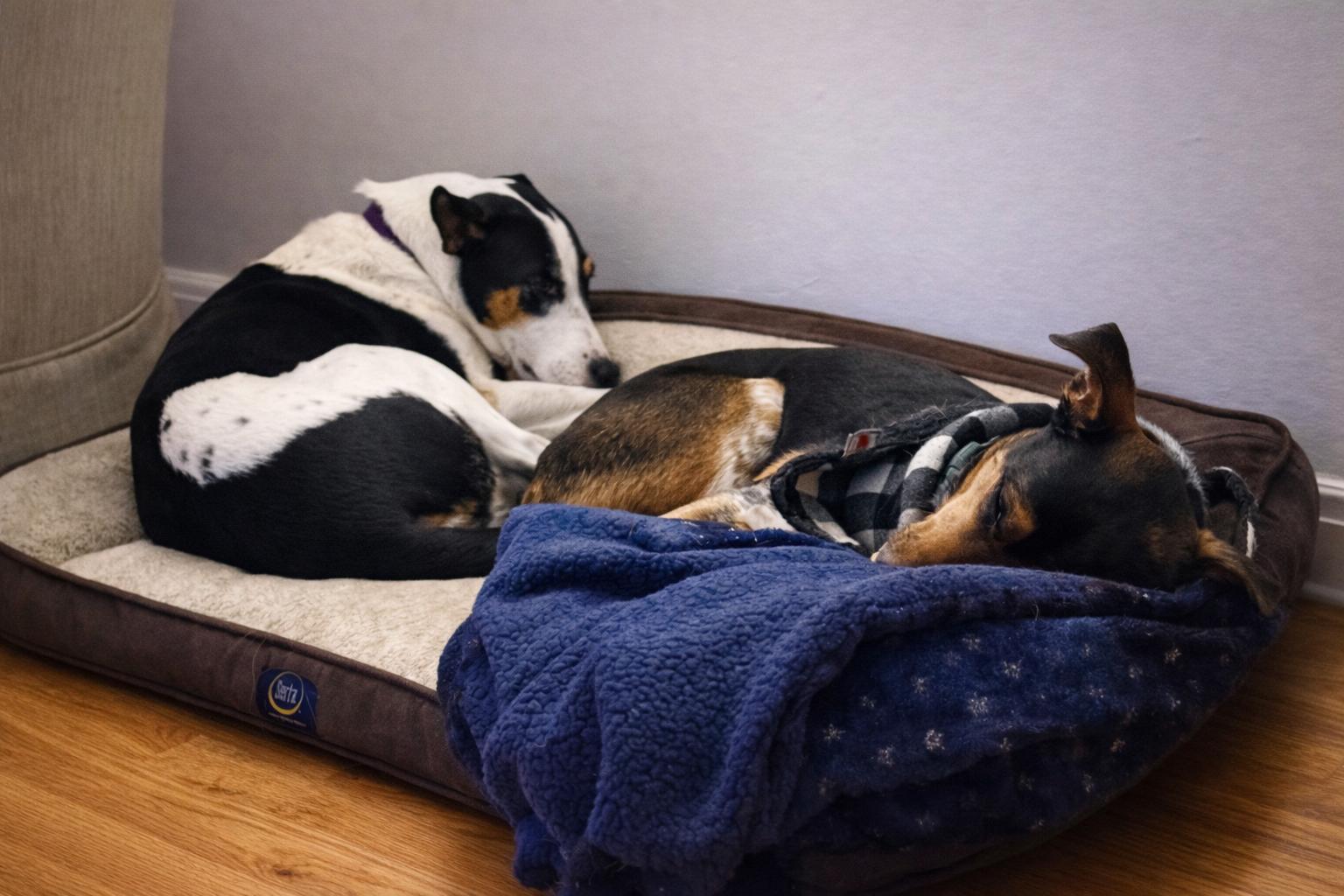 Enlarge ARYA, a Adoptable mixed breed in Branford, CT image 5/6