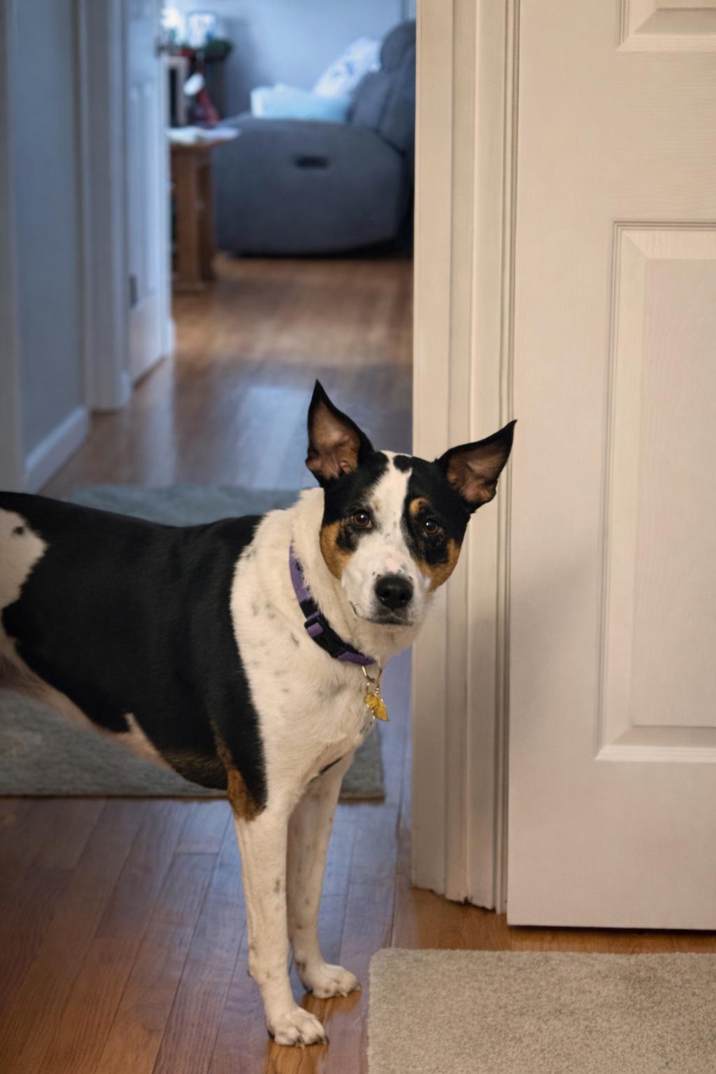 Enlarge ARYA, a Adoptable mixed breed in Branford, CT image 2/6