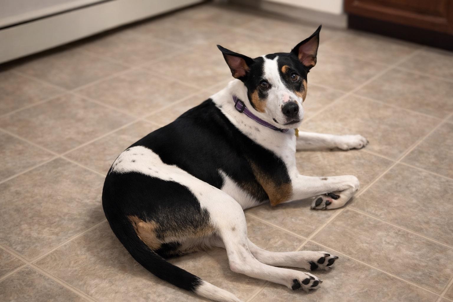 ARYA, Adoptable, Adult Female Australian Cattle Dog / Blue Heeler.