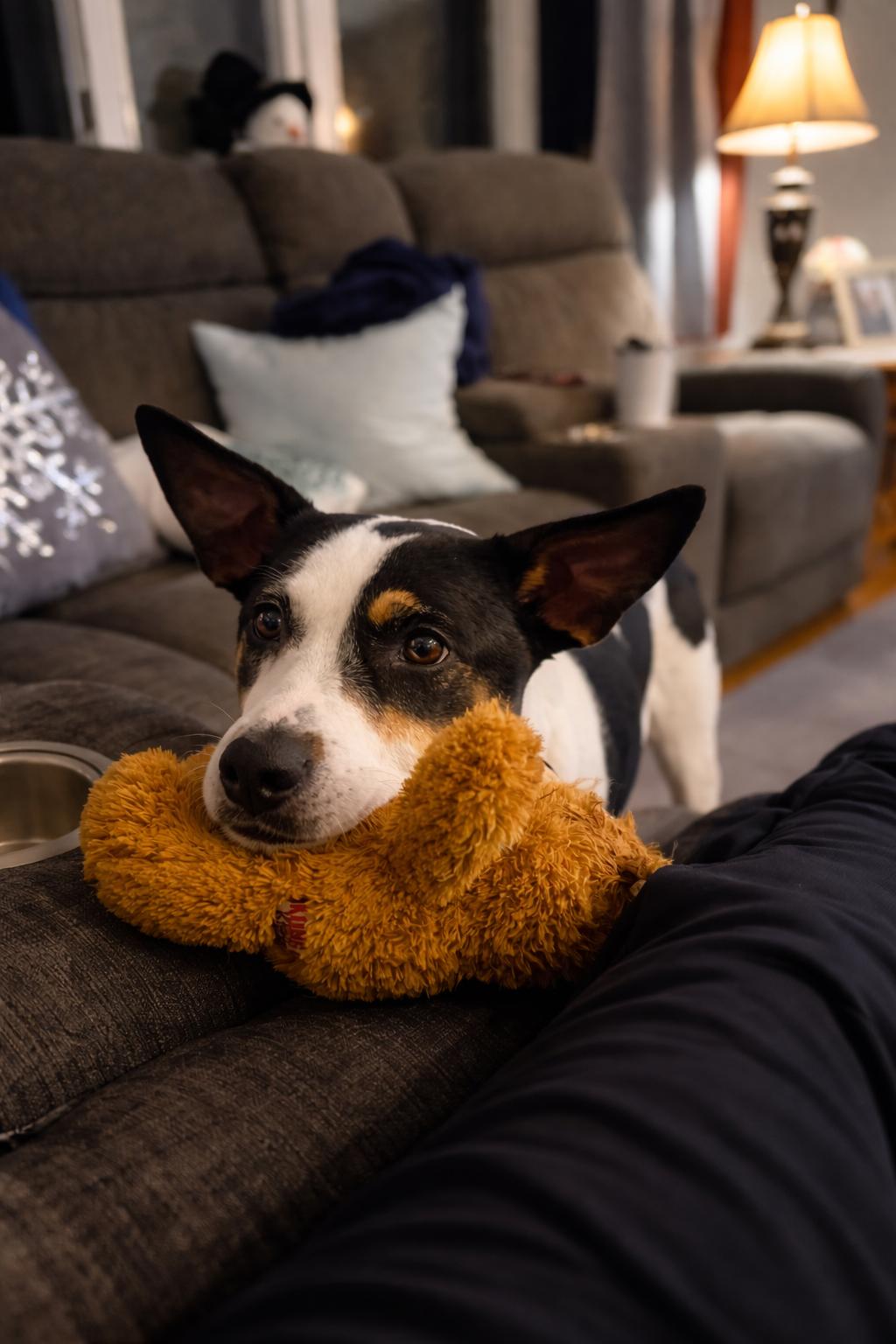 Enlarge ARYA, a Adoptable mixed breed in Branford, CT image 4/6