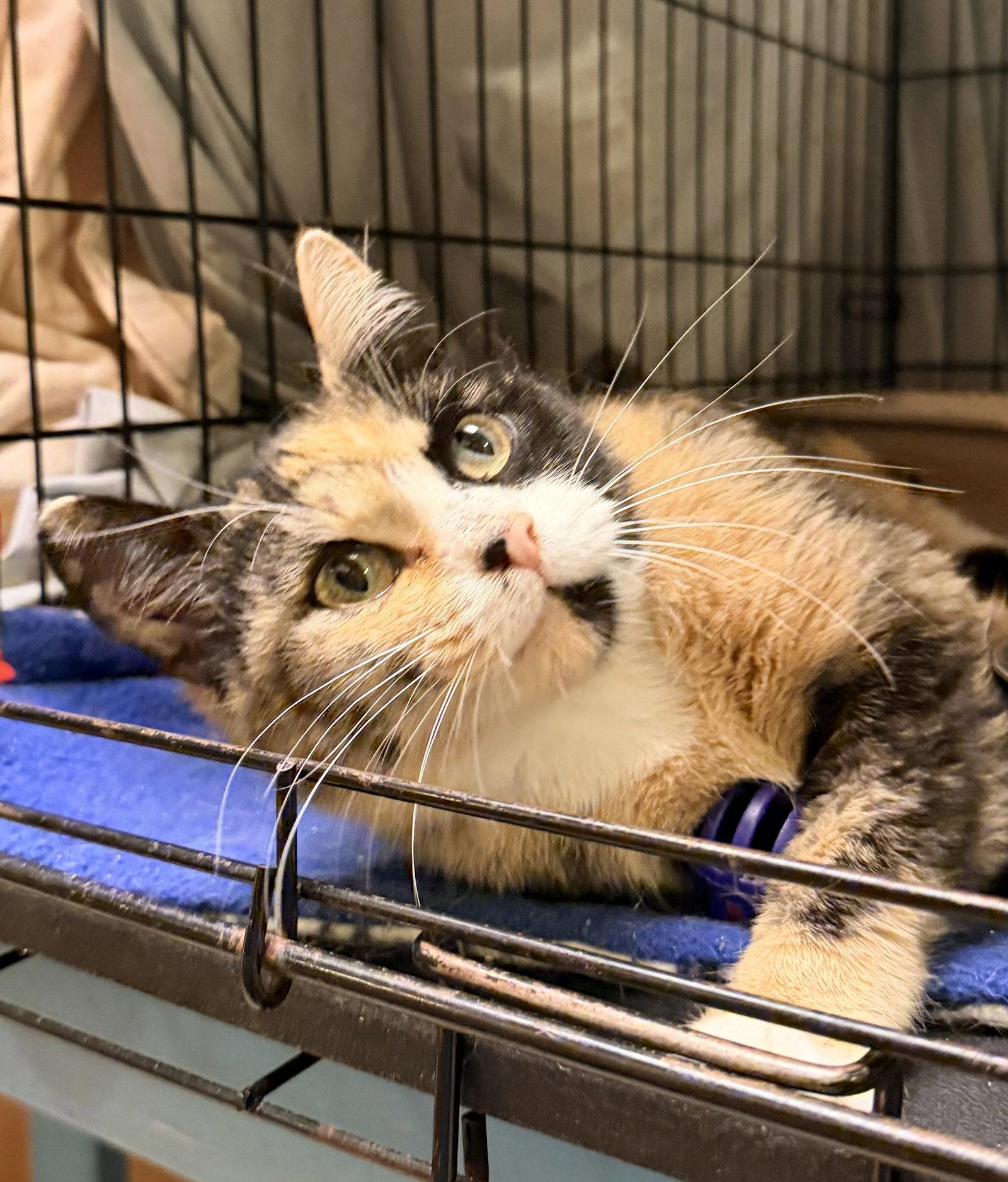 Patches (FCID# 04/28/26-118) Willow Grove PA, Adopted, Young Female Calico.