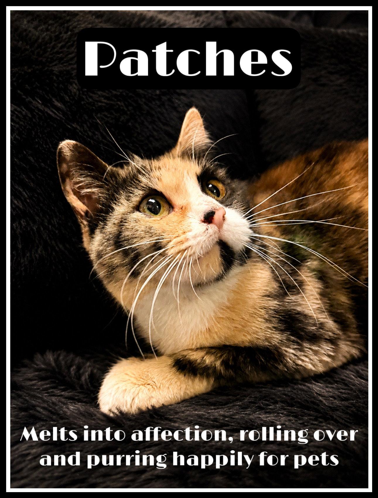 Enlarge Patches (FCID# 04/28/26-118) Willow Grove PA, a Adopted Calico in Greenville, DE image 2/2