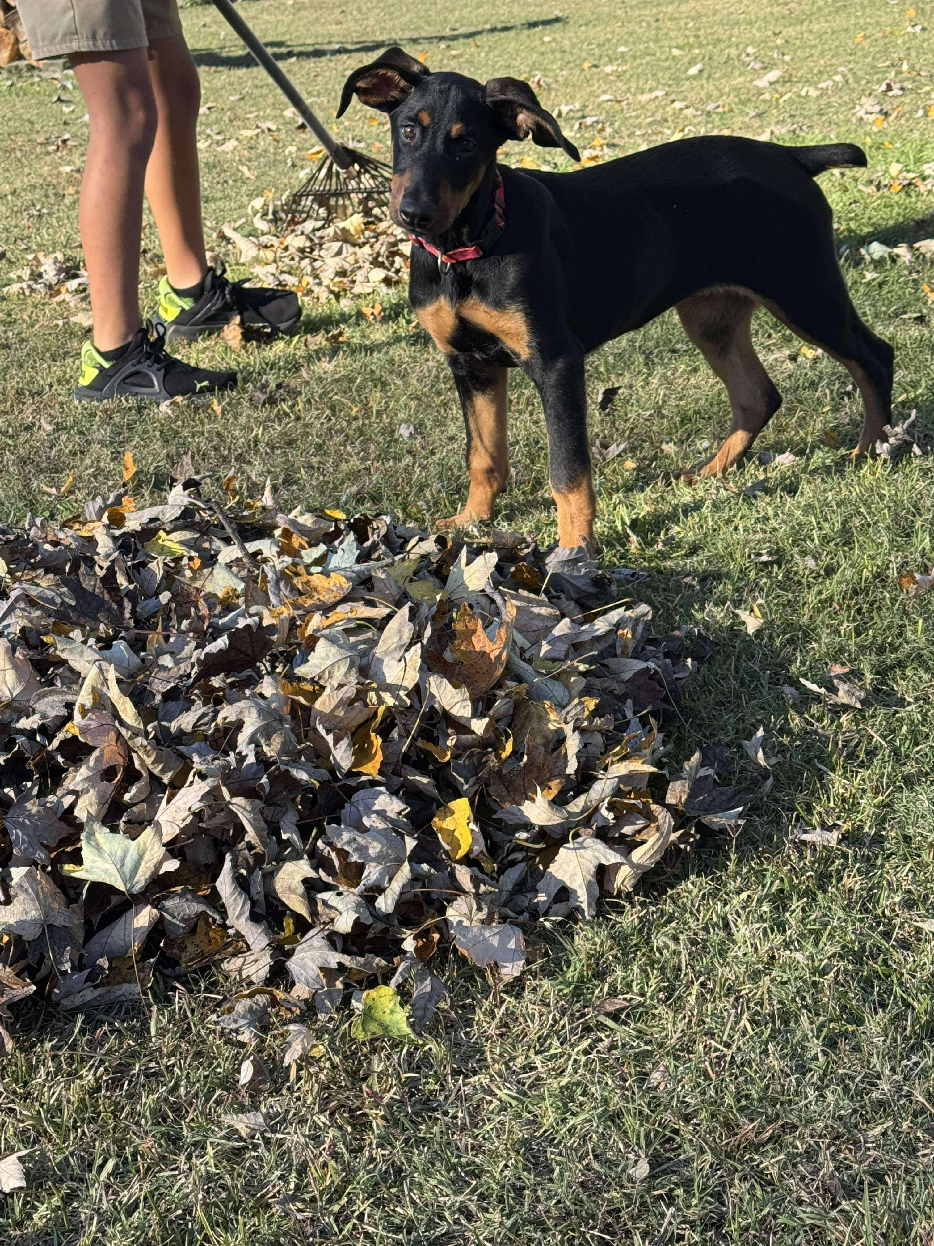 Molly, ADOPTABLE, Puppy Female Doberman Pinscher.