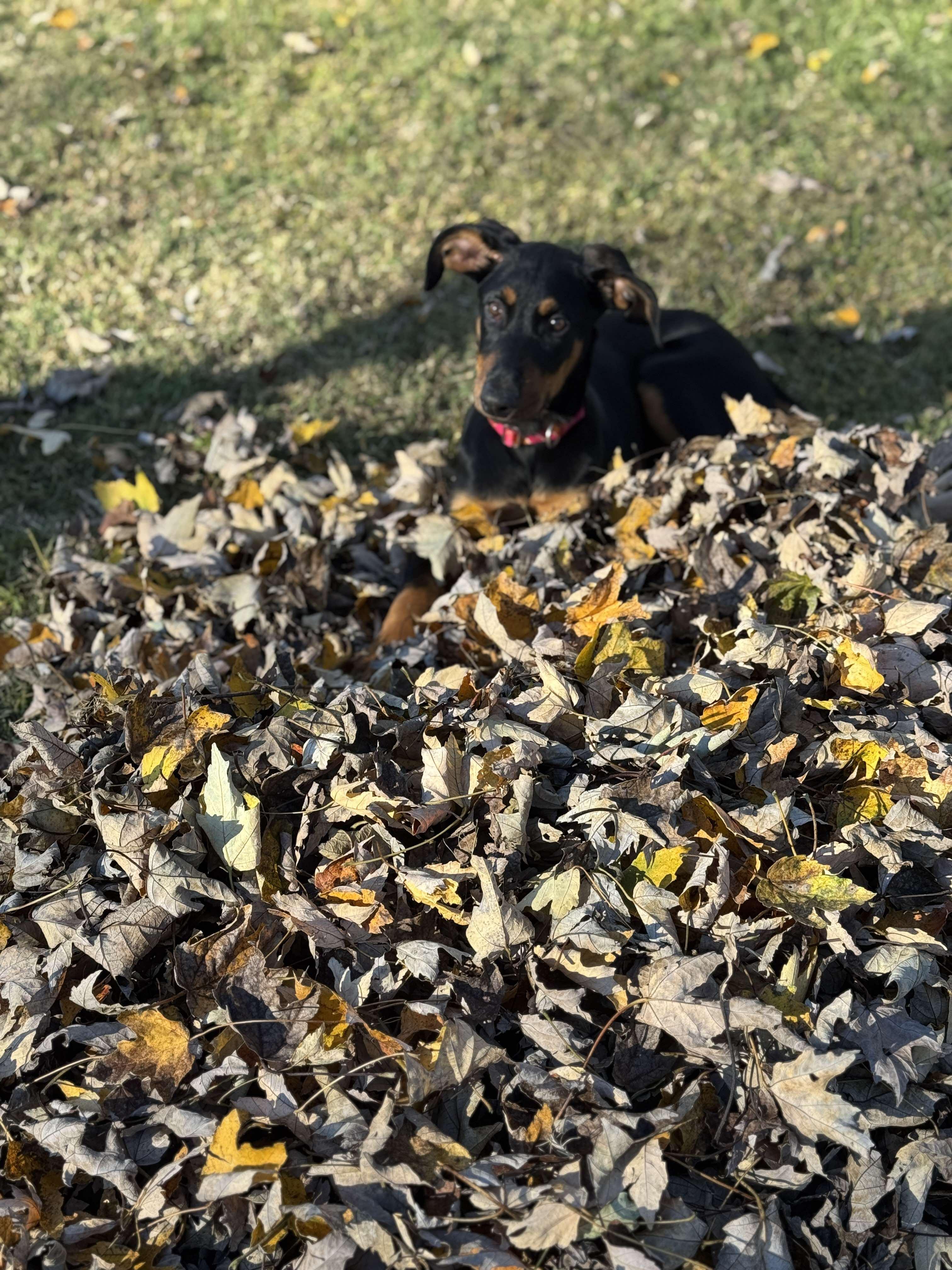 Molly, an adopted Doberman Pinscher in Durham, NC image 2/2