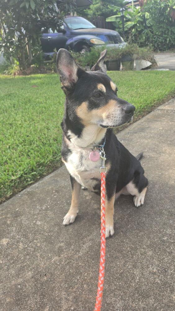 Mako, ADOPTABLE, Adult • Male, Australian Kelpie.
