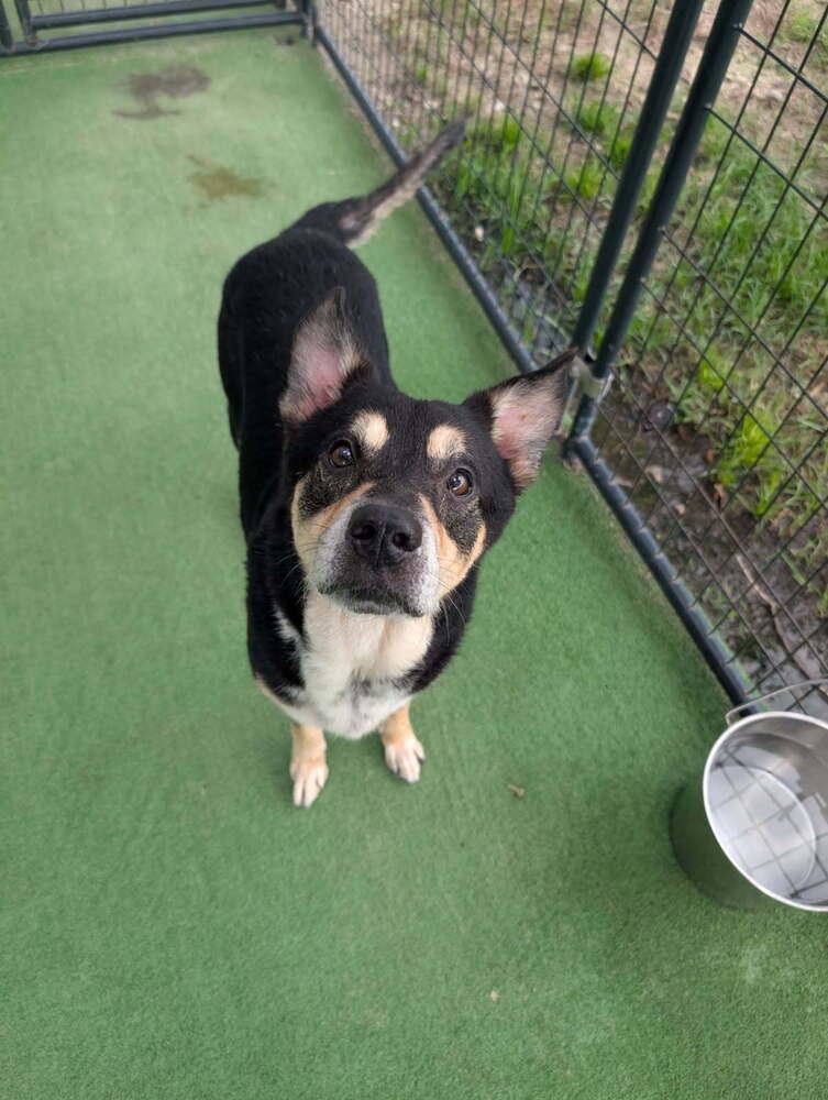 Enlarge Mako, a Adoptable mixed breed in Lakeland, FL image 2/6