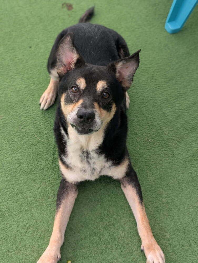Enlarge Mako, a Adoptable mixed breed in Lakeland, FL image 4/6
