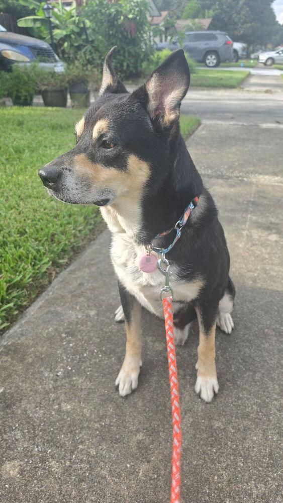 Enlarge Mako, a Adoptable mixed breed in Lakeland, FL image 5/6