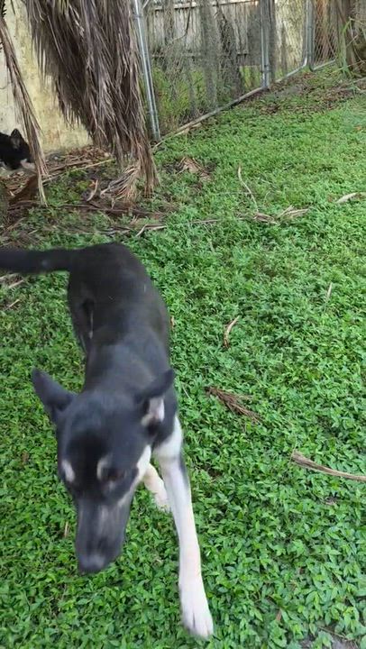 Enlarge Mako, a Adoptable mixed breed in Lakeland, FL video 6/6
