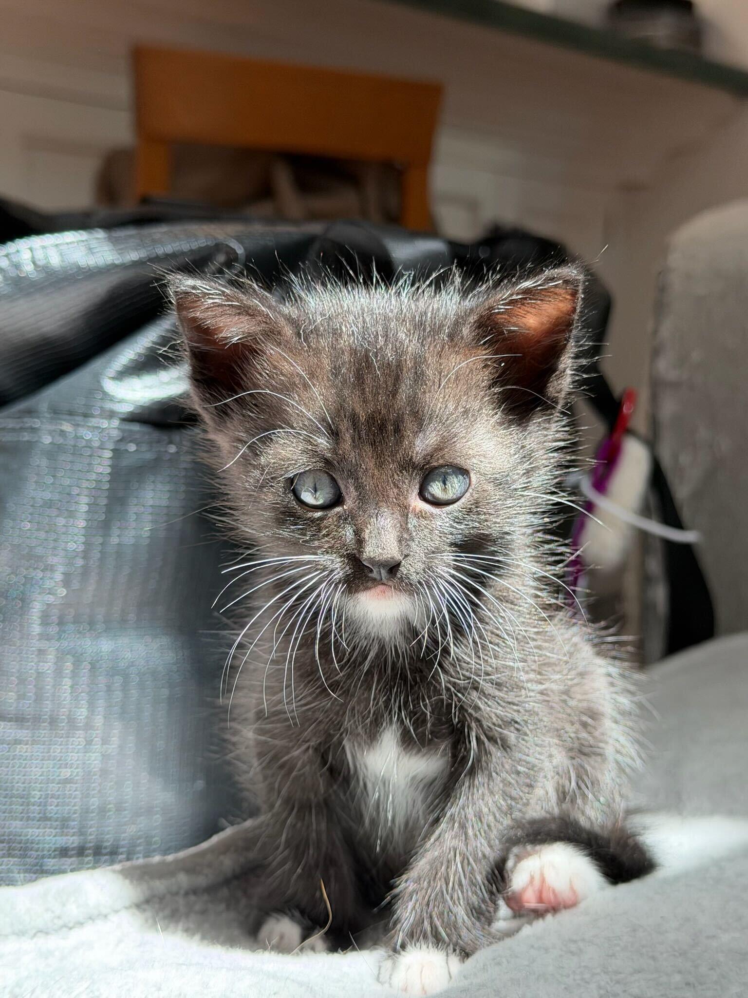 Enlarge Keebler, a ADOPTABLE American Shorthair in Santa Monica, CA image 3/4