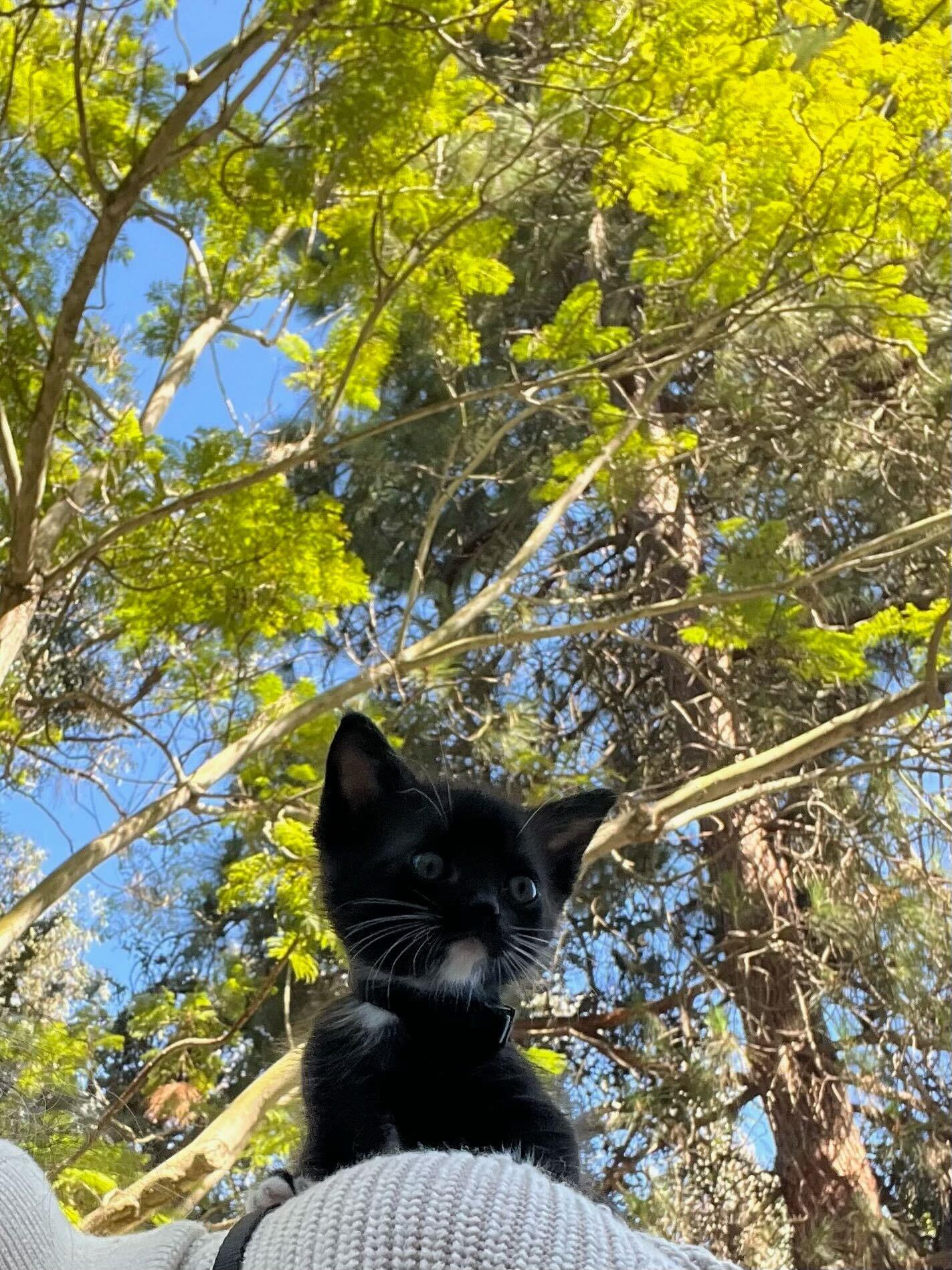Enlarge Keebler, a ADOPTABLE American Shorthair in Santa Monica, CA image 4/4