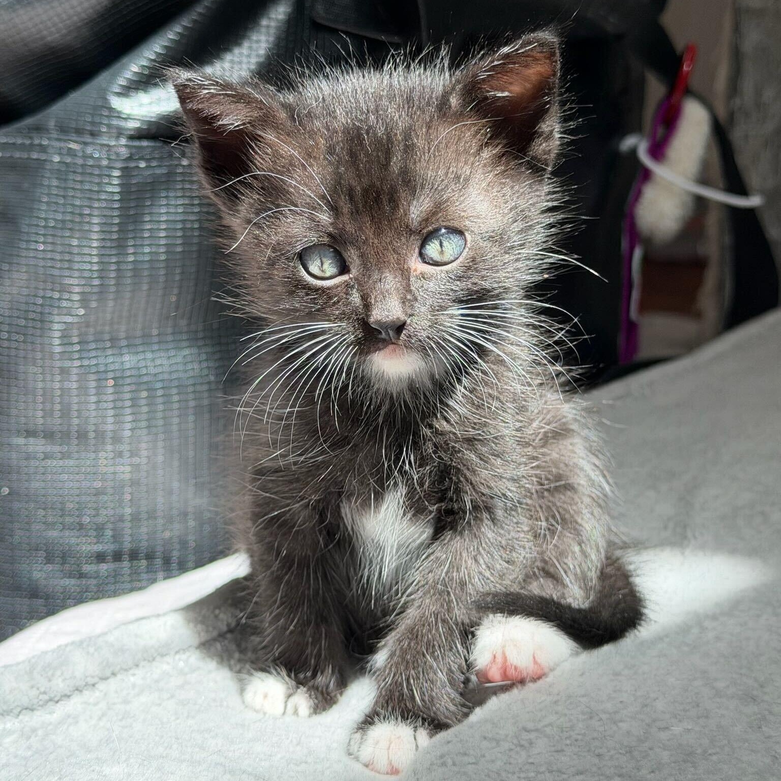 Enlarge Keebler, a ADOPTABLE American Shorthair in Santa Monica, CA image 1/4