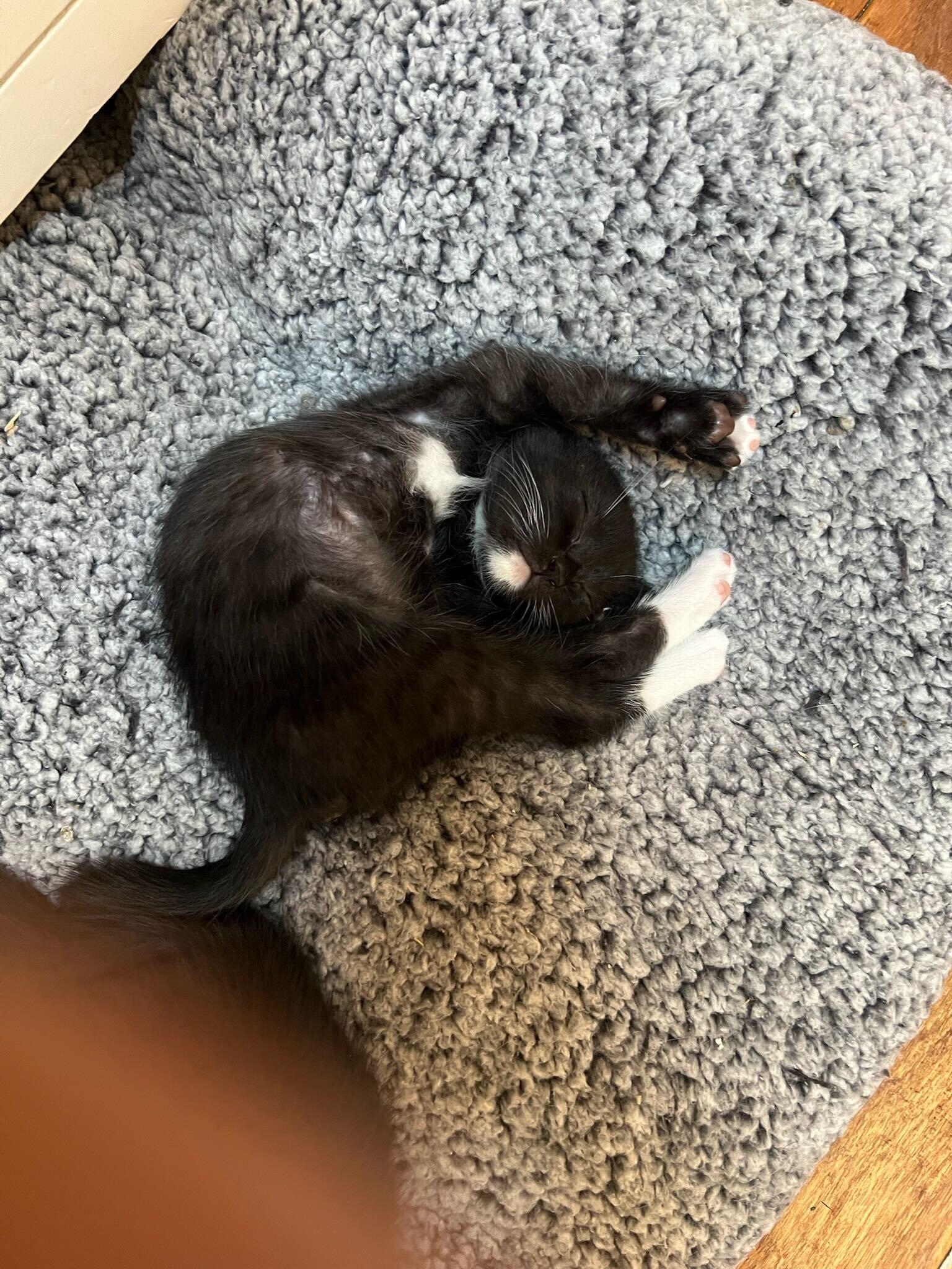 Enlarge Keebler, a ADOPTABLE American Shorthair in Santa Monica, CA image 2/4