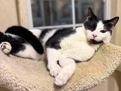 Wade, Adoptable, Kitten Male Domestic Short Hair & Domestic Short Hair.
