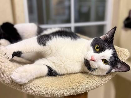 Enlarge Wade, a Adoptable mixed breed in Visalia, CA image 2/3