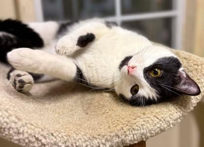 Enlarge Wade, a Adoptable mixed breed in Visalia, CA image 3/3