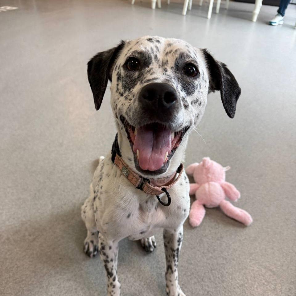 Willow, Adoptable, Adult Female Mixed Breed.