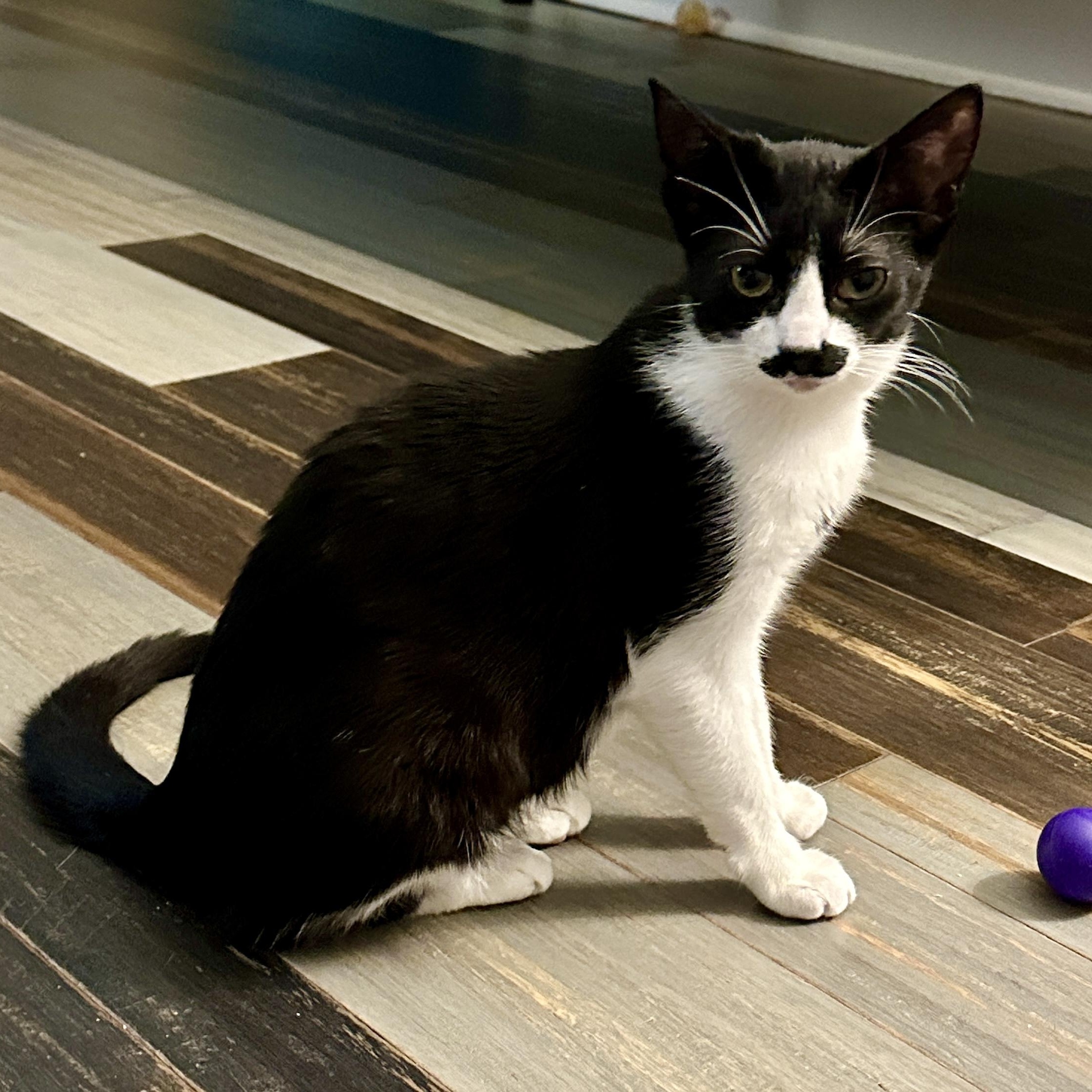 Harper Jarrett, Young Female Domestic Short Hair