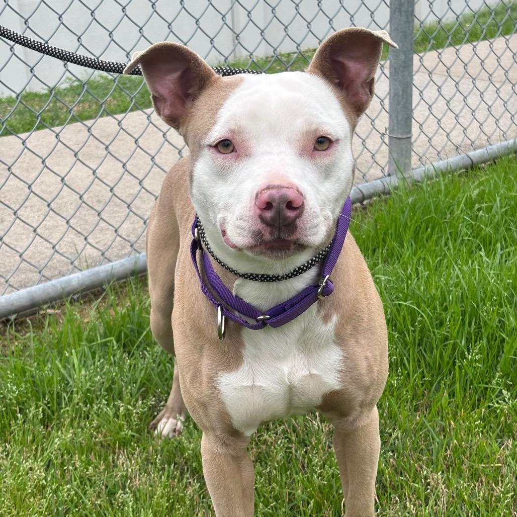 Pan Dulce — thumbnail 2