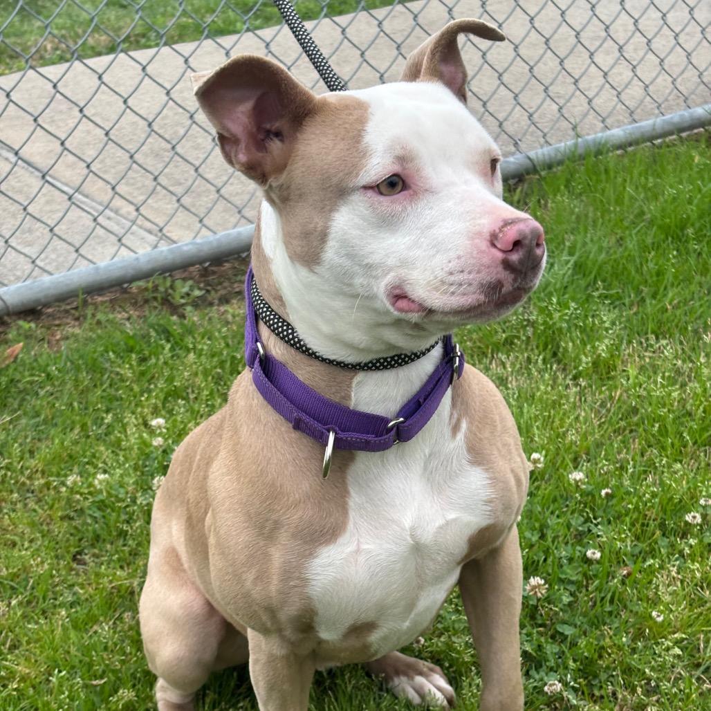 Pan Dulce — thumbnail 3