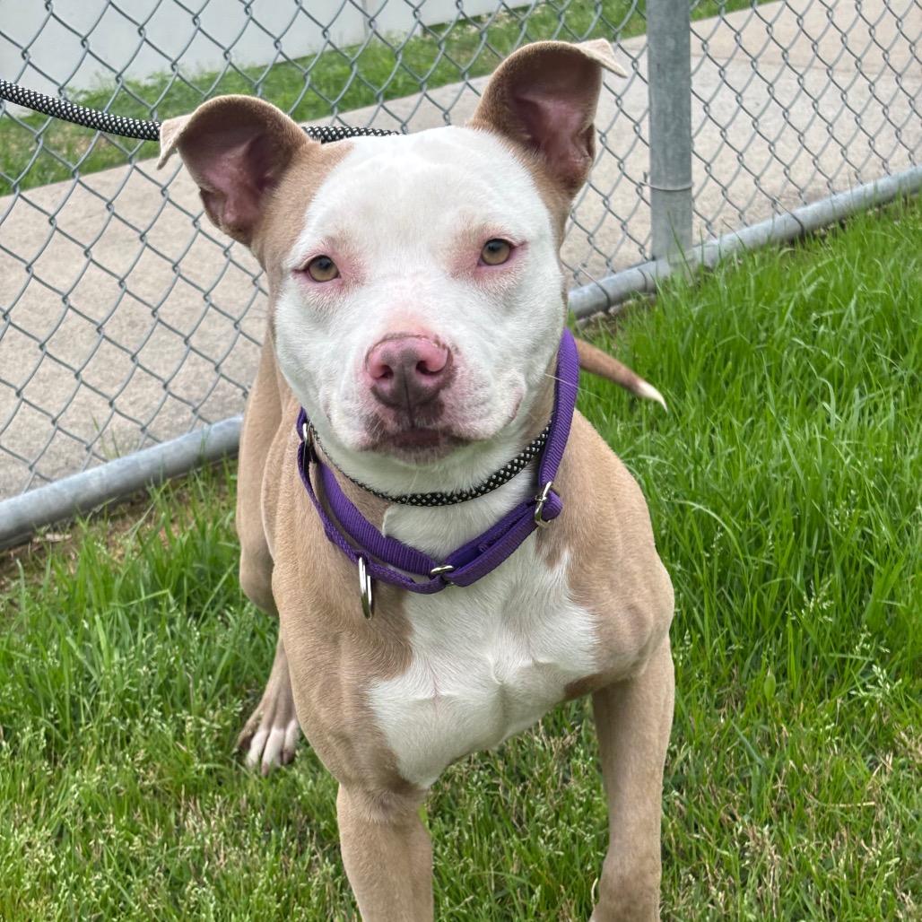 Pan Dulce — thumbnail 4