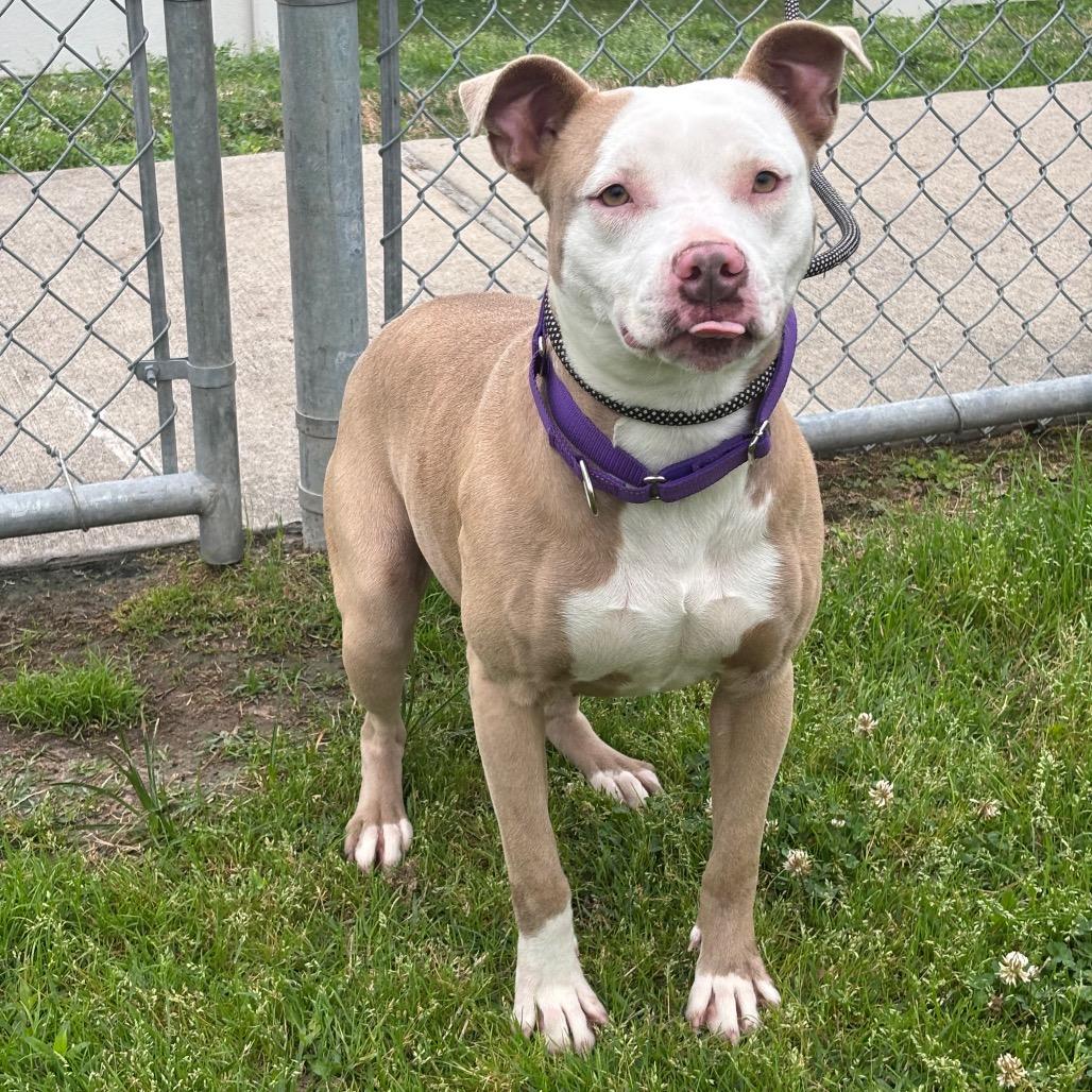 Pan Dulce — thumbnail 5