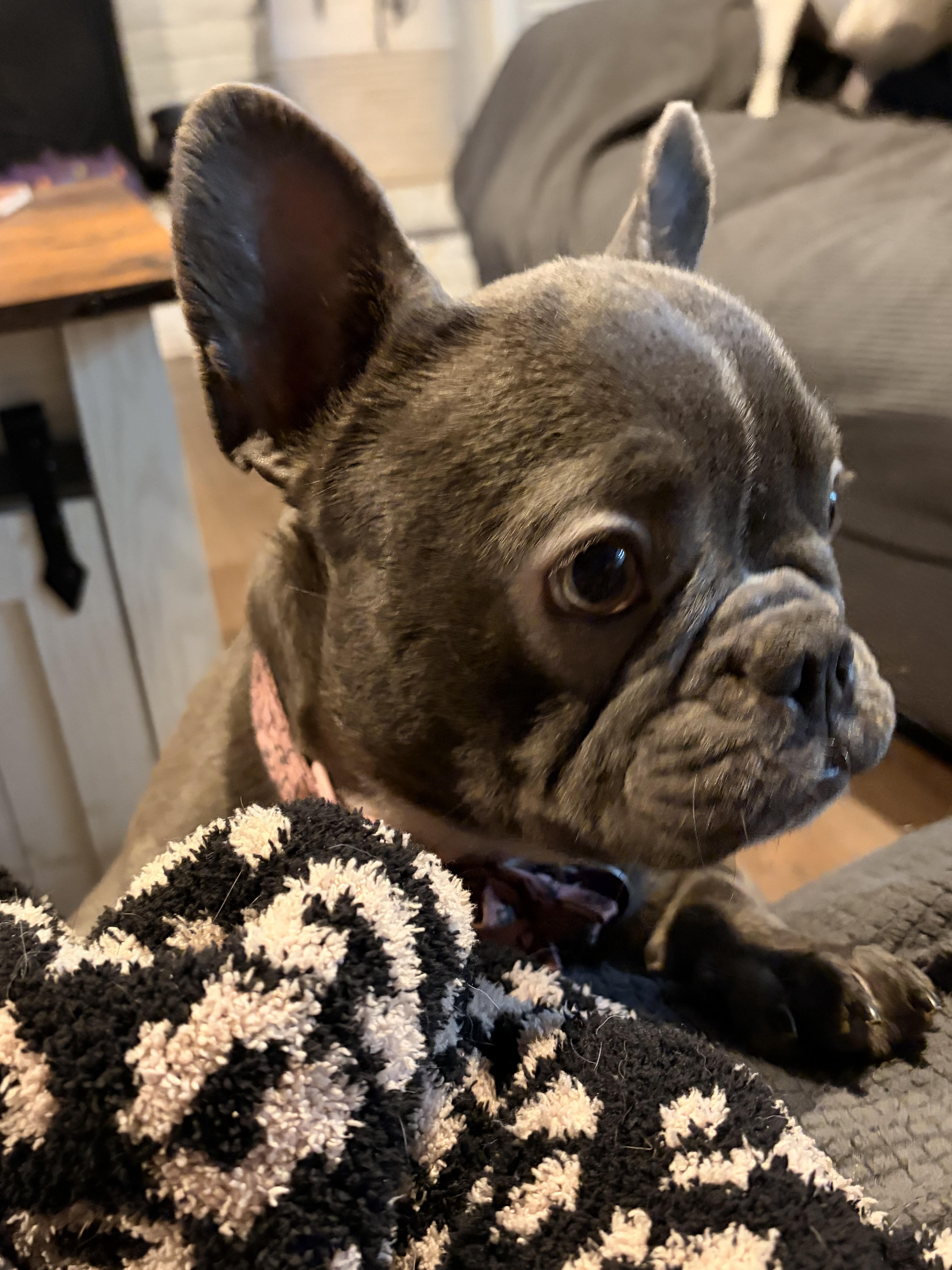 Enlarge Elise, a ADOPTABLE French Bulldog in Byron, IL image 4/4