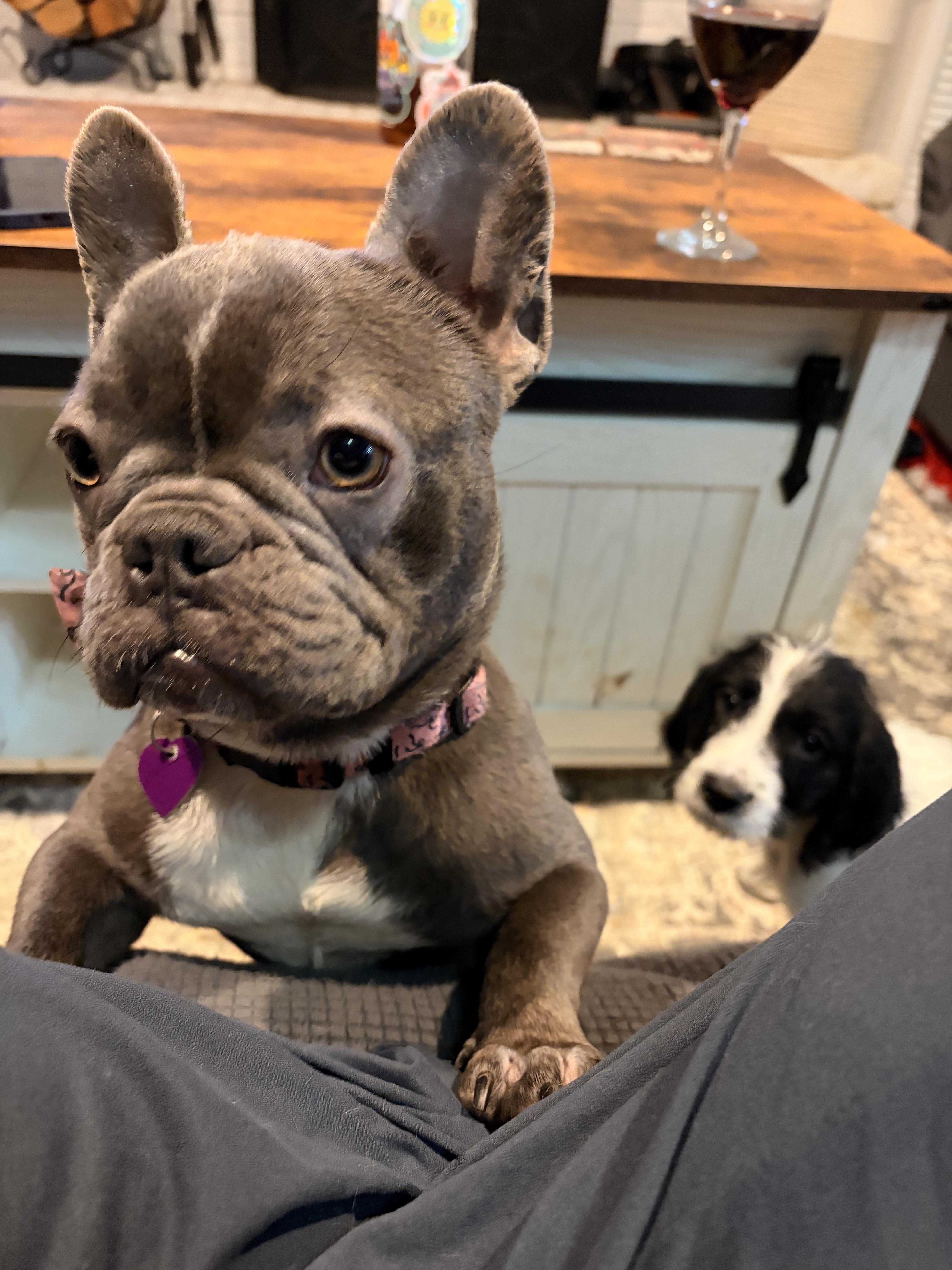 Enlarge Elise, a ADOPTABLE French Bulldog in Byron, IL image 3/4