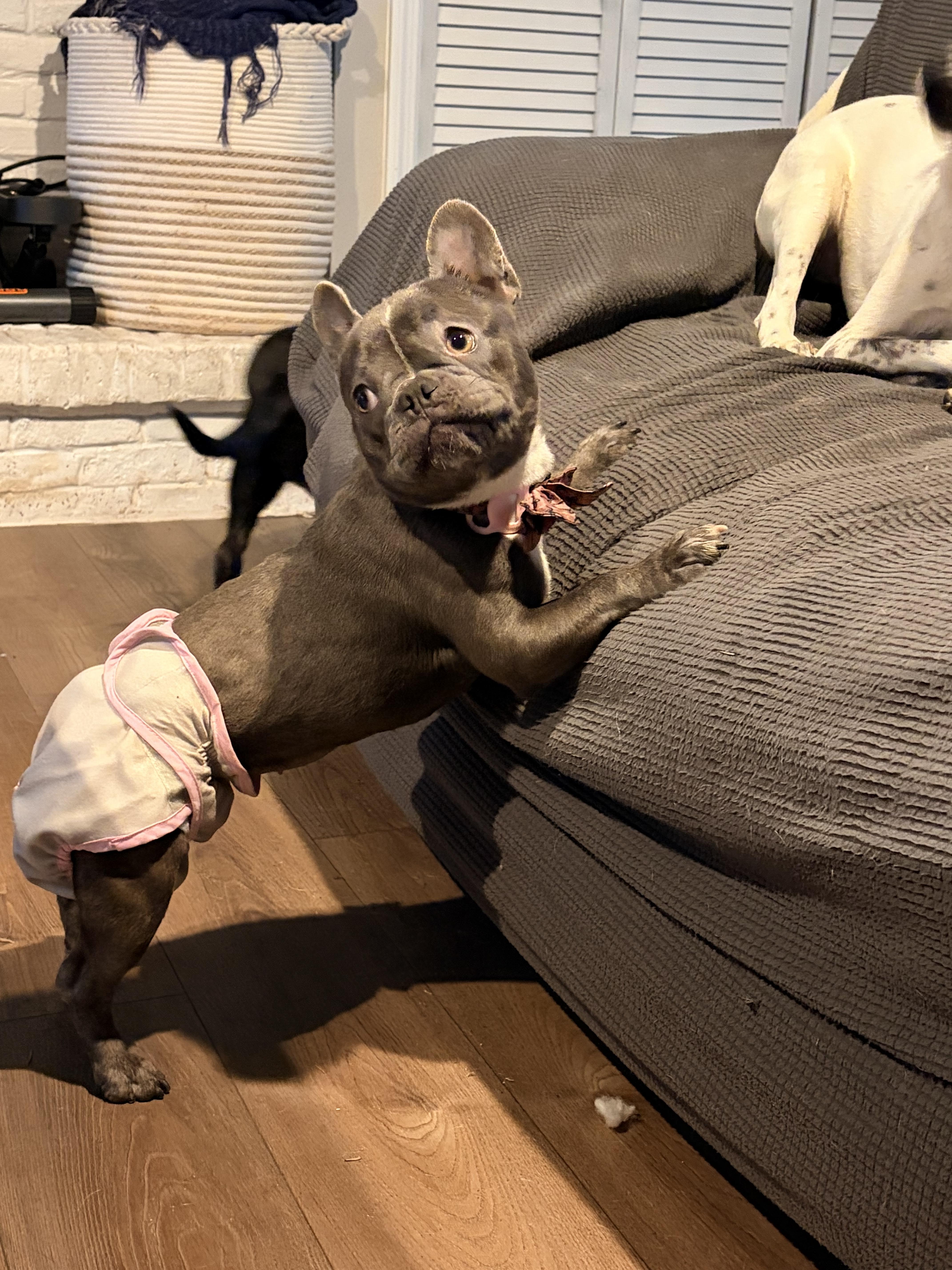 Enlarge Elise, a ADOPTABLE French Bulldog in Byron, IL image 2/4