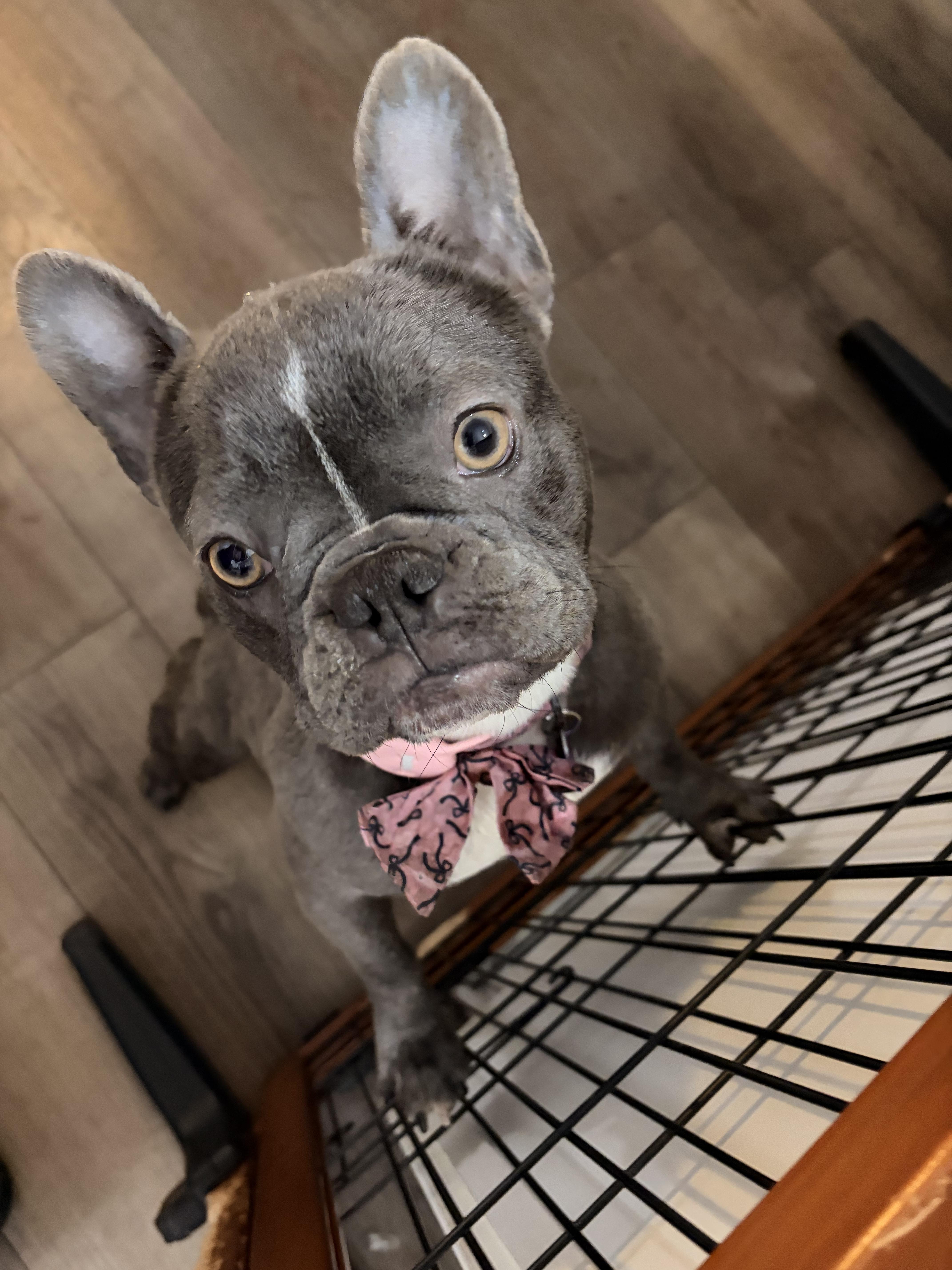 Enlarge Elise, a ADOPTABLE French Bulldog in Byron, IL image 1/4