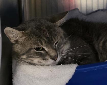 Enlarge Cupcake, a ADOPTABLE Domestic Short Hair in Dubuque, IA image 1/1
