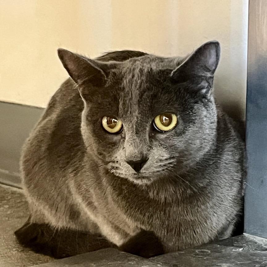 Ashley, Adoptable, Adult Female Domestic Short Hair.