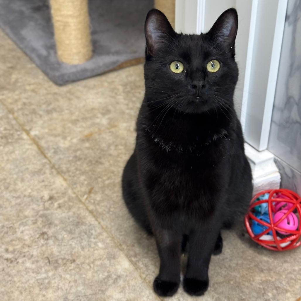 Astrid, a Adoptable Domestic Short Hair in Saskatoon, SK image 1/3