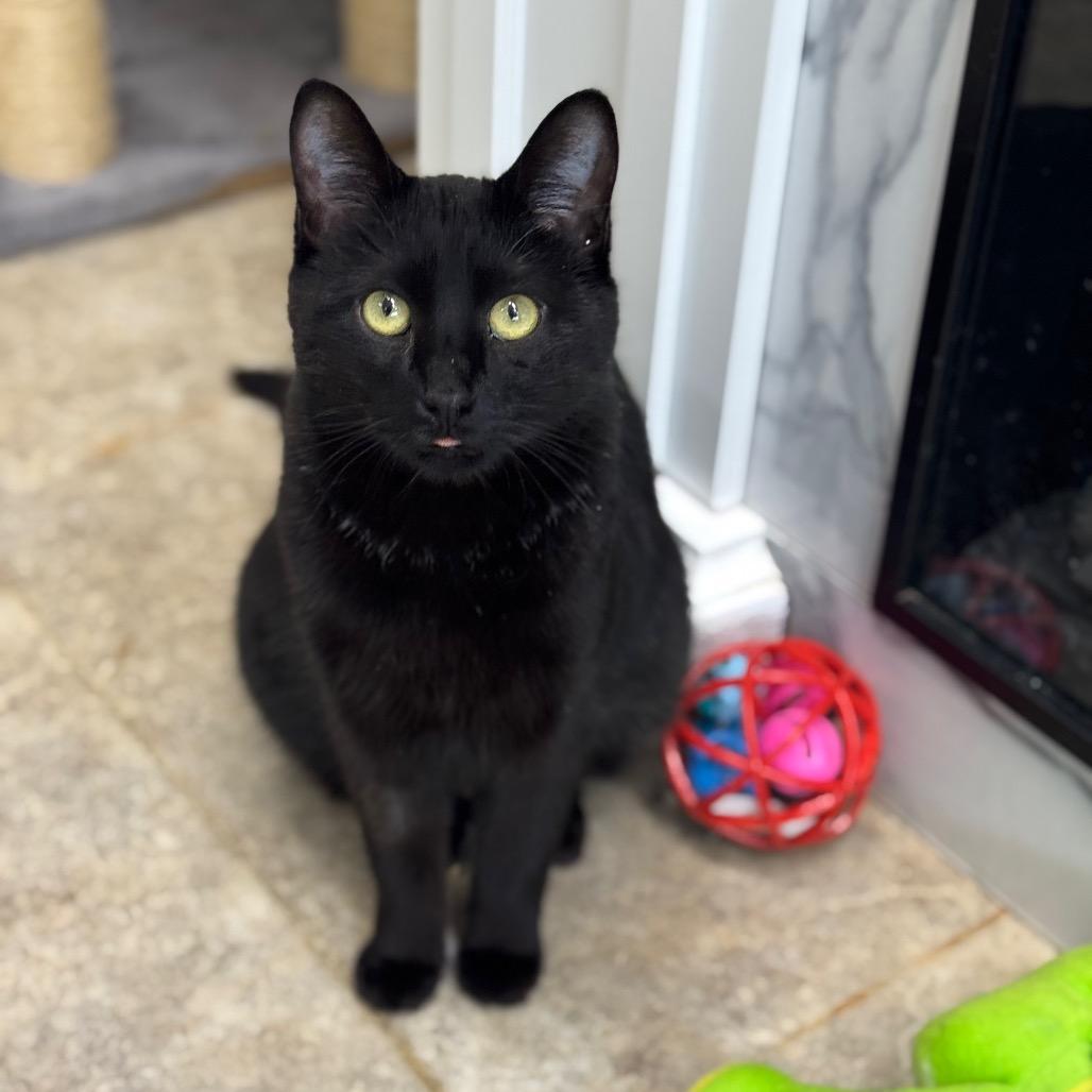 Astrid, a Adoptable Domestic Short Hair in Saskatoon, SK image 2/3