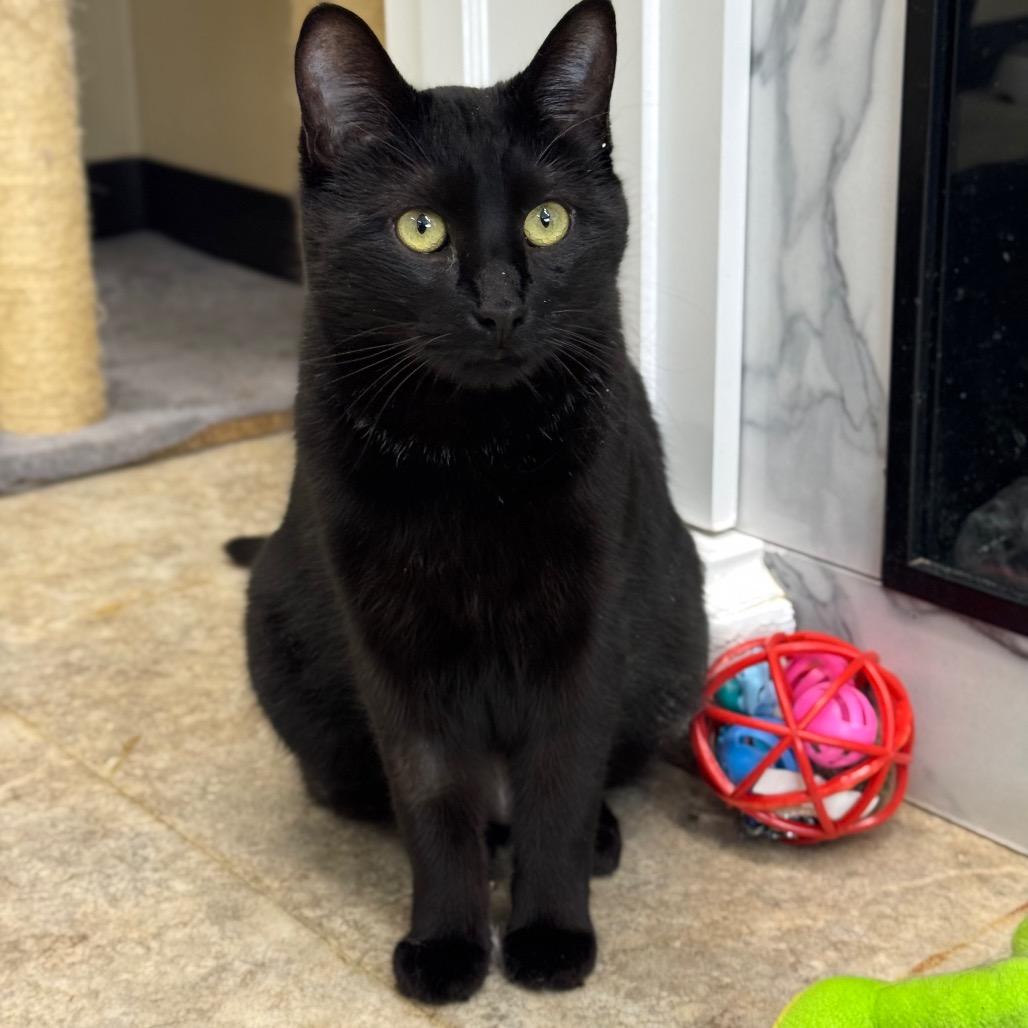 Astrid, a Adoptable Domestic Short Hair in Saskatoon, SK image 3/3