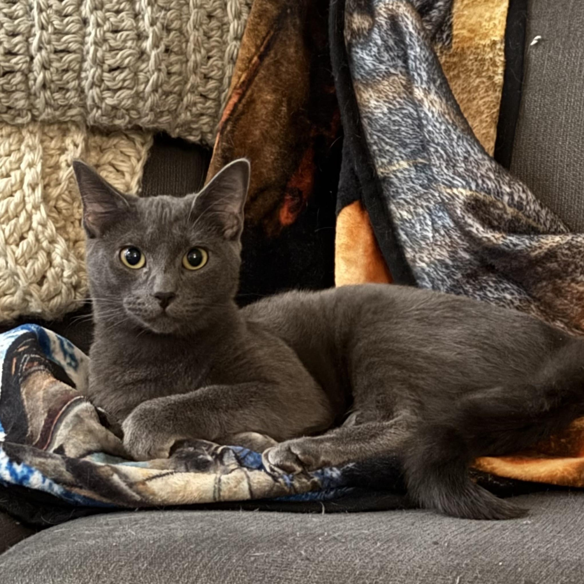 Enlarge Berlioz, a ADOPTABLE Domestic Short Hair in Greensboro, NC image 4/5