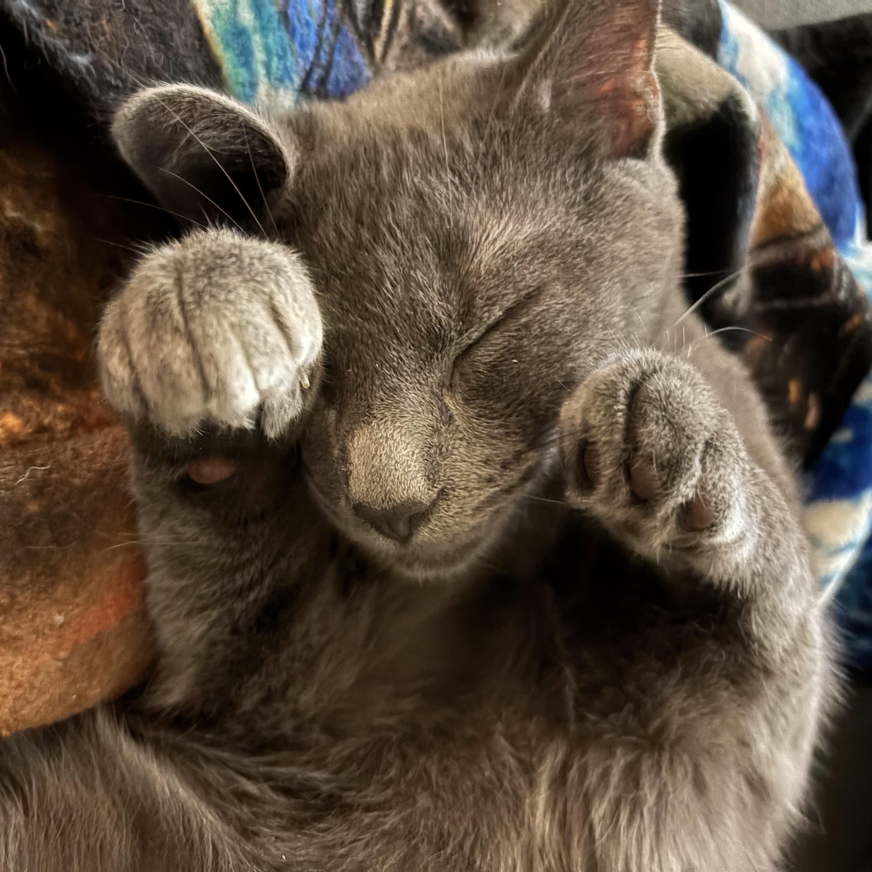 Enlarge Berlioz, a ADOPTABLE Domestic Short Hair in Greensboro, NC image 5/5