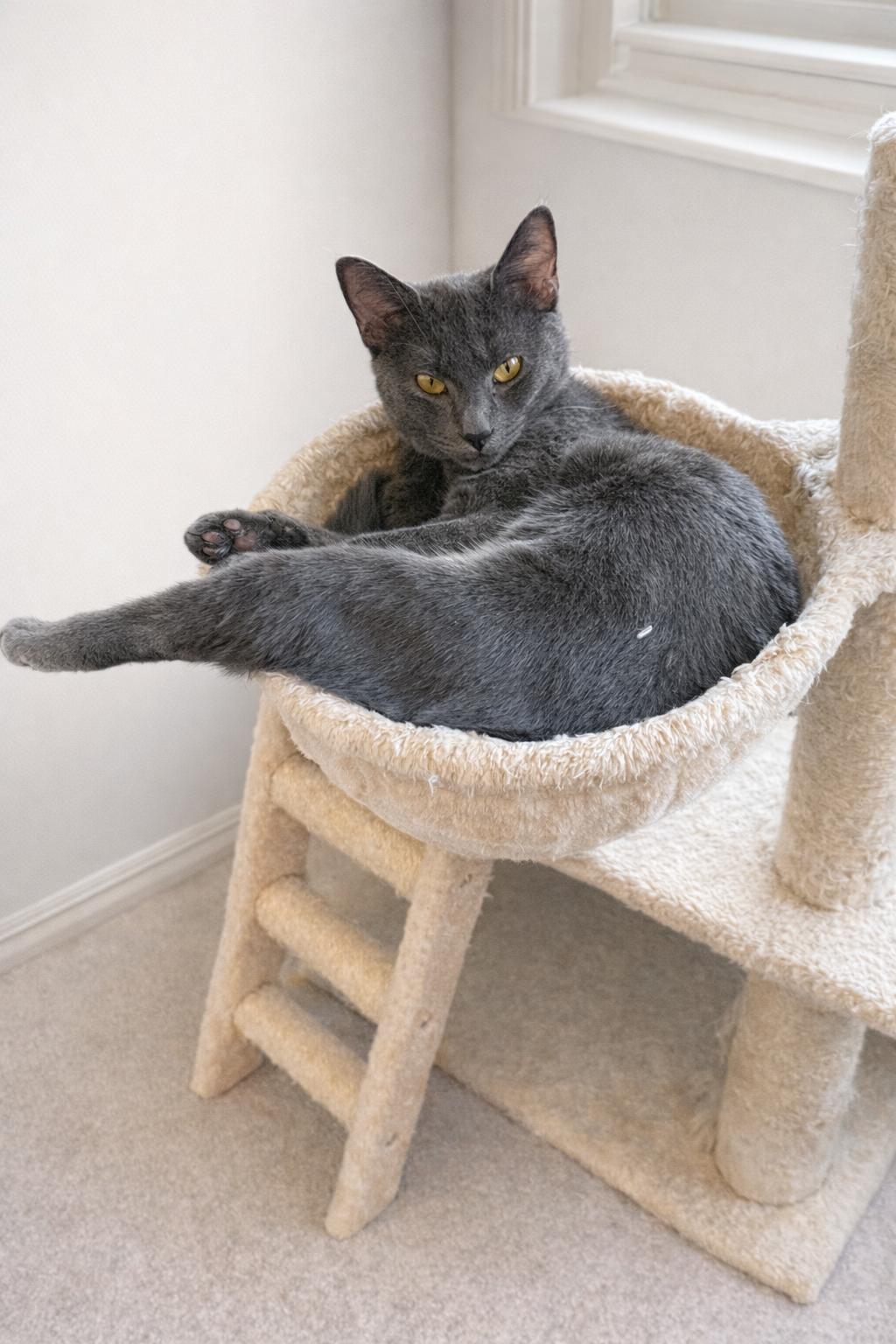 Enlarge Berlioz, a ADOPTABLE Domestic Short Hair in Greensboro, NC image 2/5
