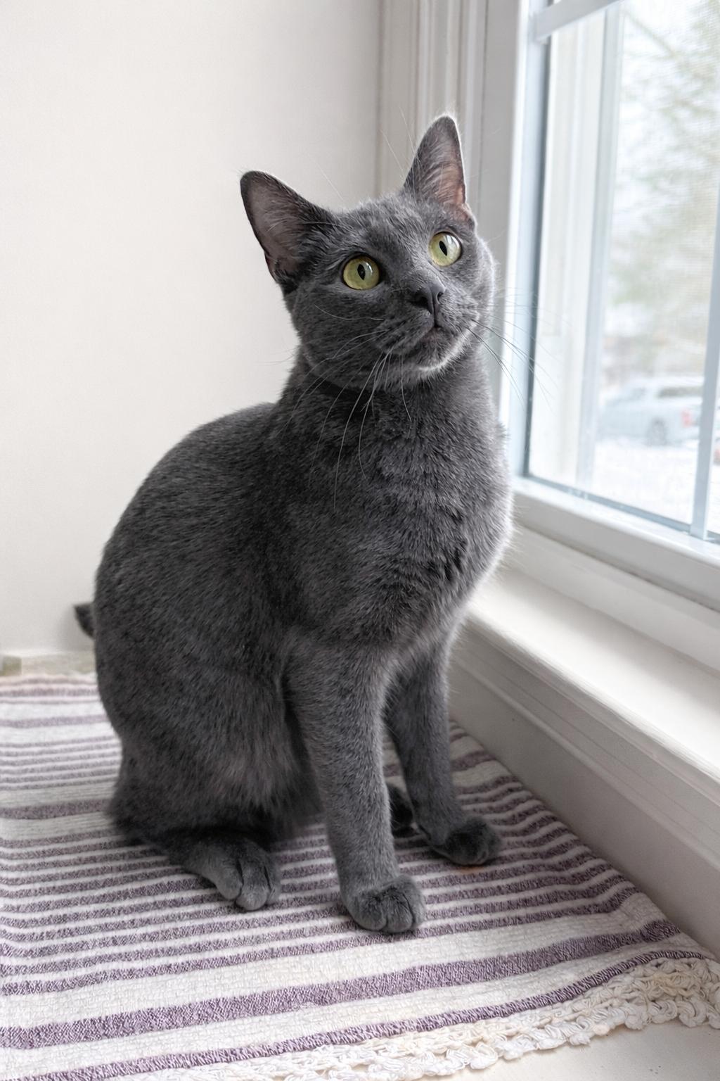 Berlioz, ADOPTABLE, Young Male Domestic Short Hair.