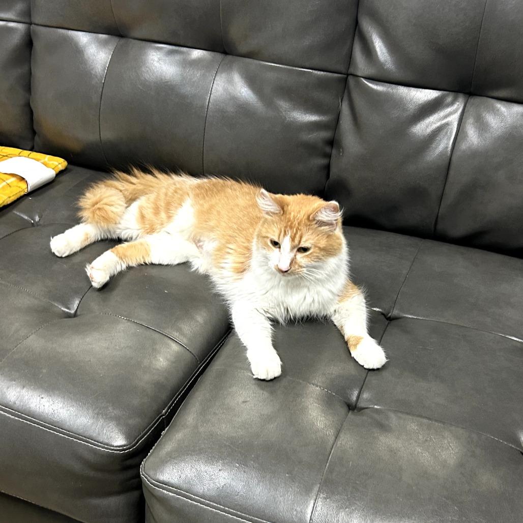 Charlotte, Adoptable, Young Female Domestic Medium Hair.