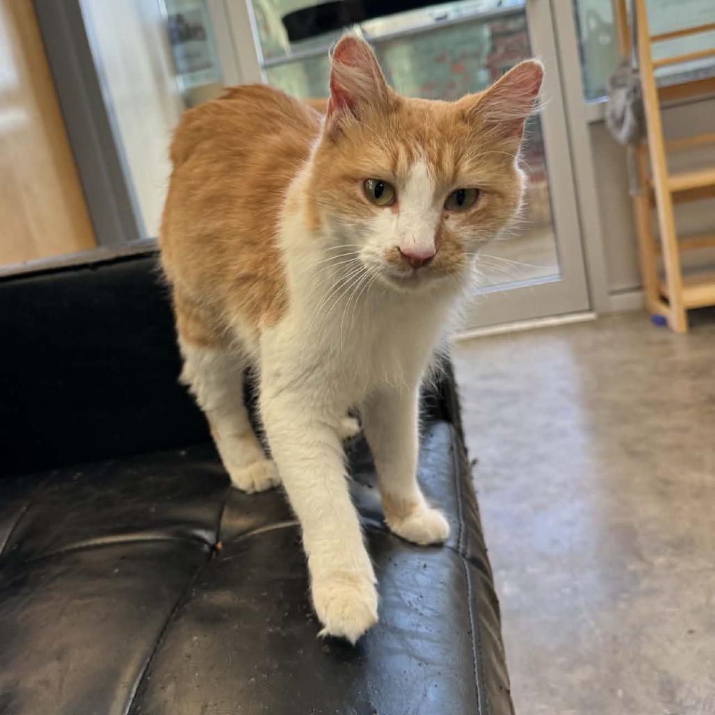 Enlarge Charlotte, a Adoptable Domestic Medium Hair in Huntsville, AL image 1/2