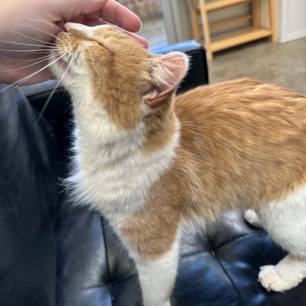 Enlarge Charlotte, a Adoptable Domestic Medium Hair in Huntsville, AL image 2/2