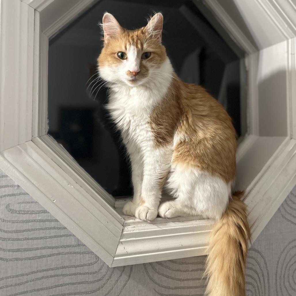 Enlarge Charlotte, a Adoptable Domestic Medium Hair in Huntsville, AL image 4/6