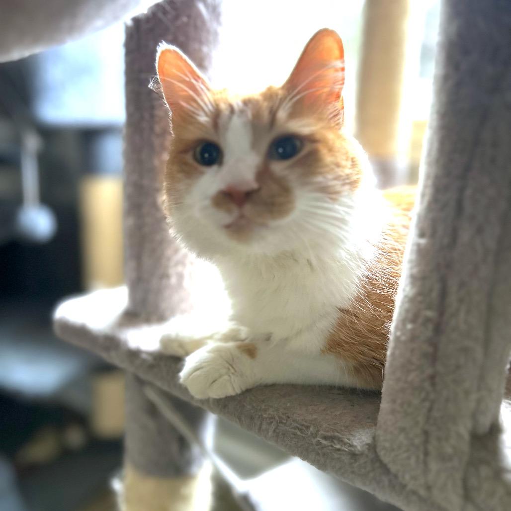 Enlarge Charlotte, a Adoptable Domestic Medium Hair in Huntsville, AL image 5/6