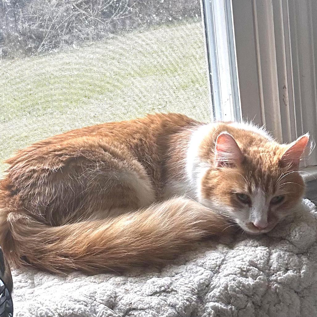 Enlarge Charlotte, a Adoptable Domestic Medium Hair in Huntsville, AL image 6/6