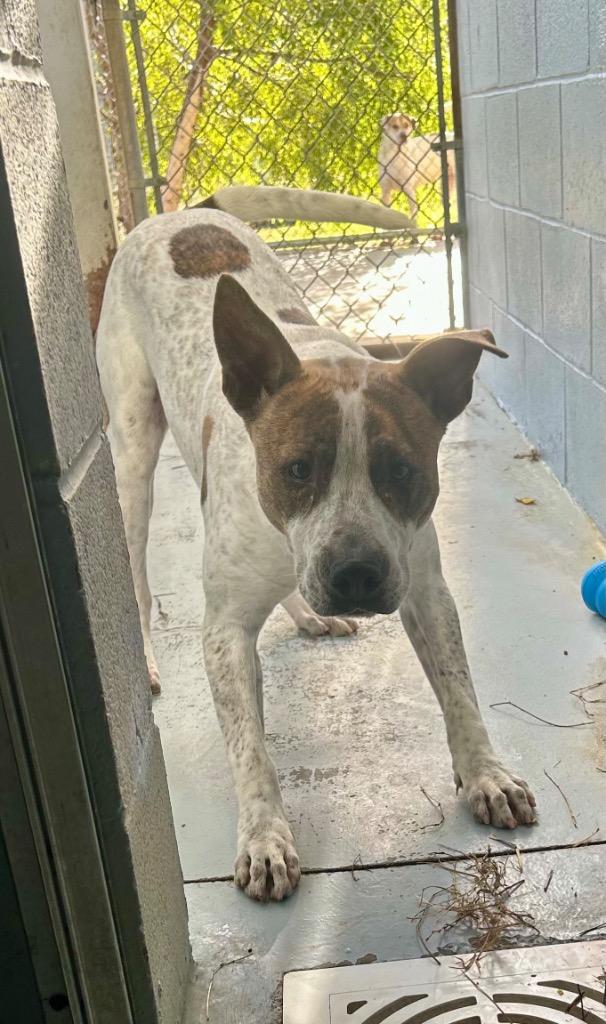 Enlarge Spot, a Adoptable Pit Bull Terrier in Greenwood, MS image 1/1