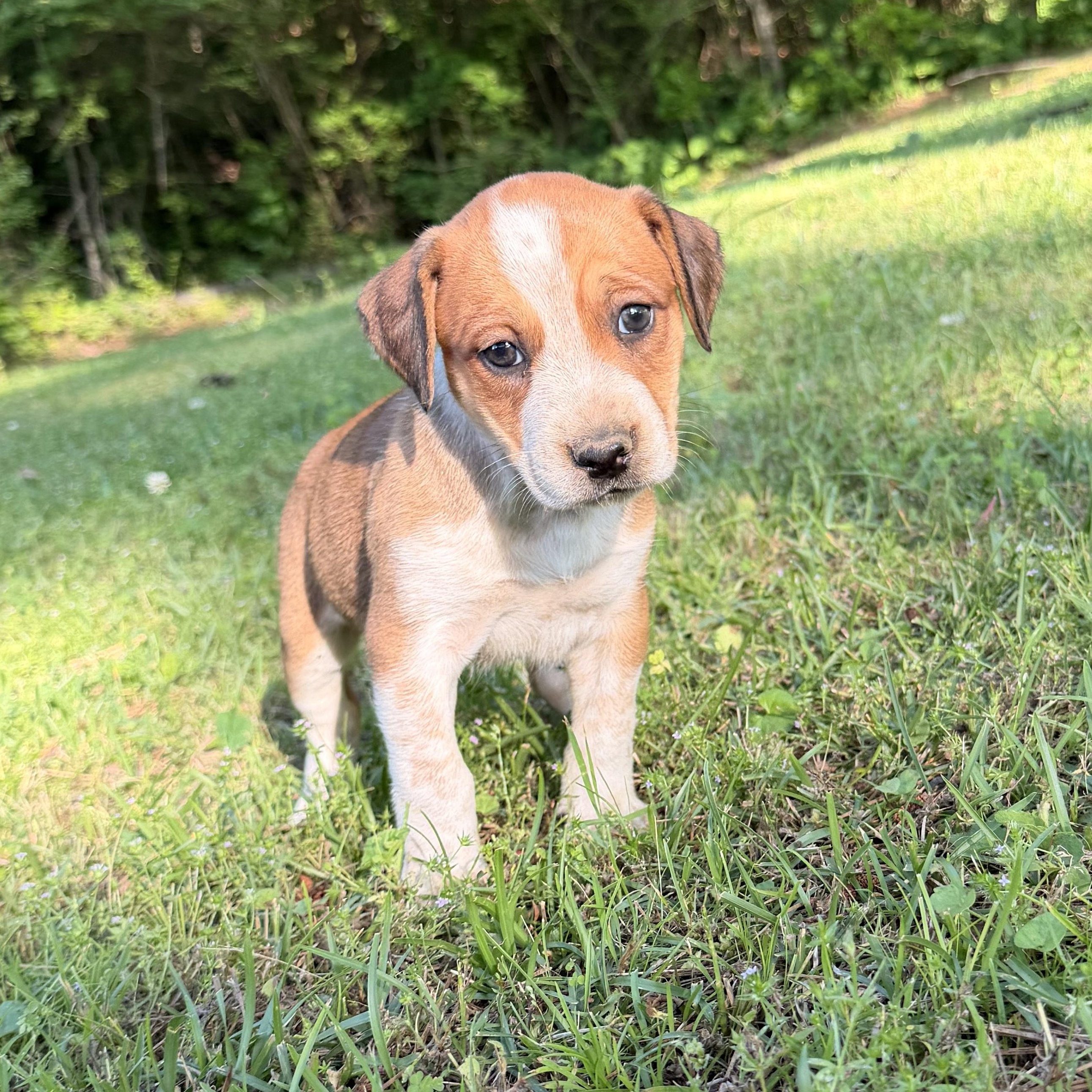 Hazel, Adopted, Puppy Female Hound & Australian Cattle Dog / Blue Heeler.