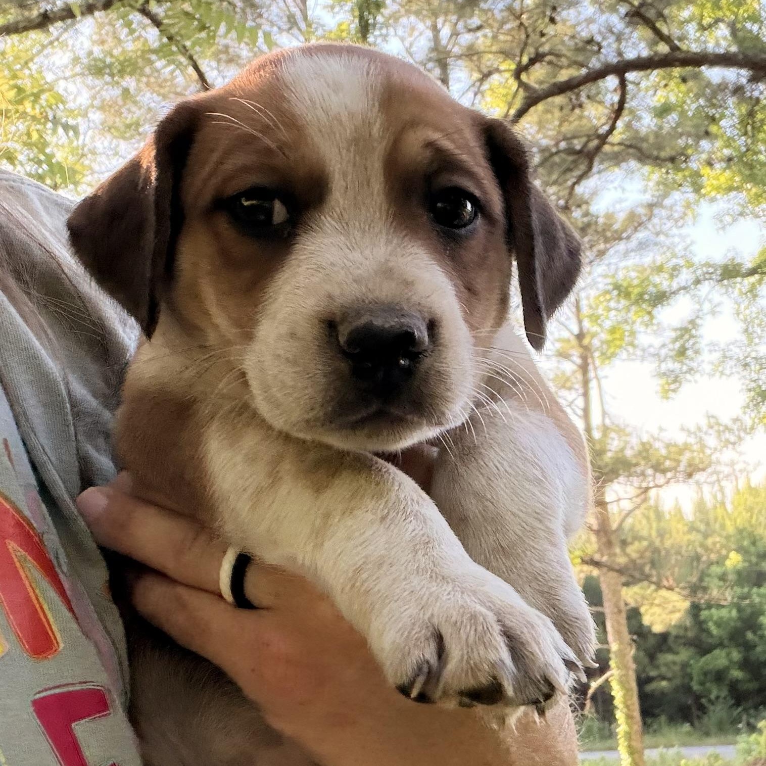 Enlarge Hazel, a Adopted mixed breed in Hartford, CT image 2/4